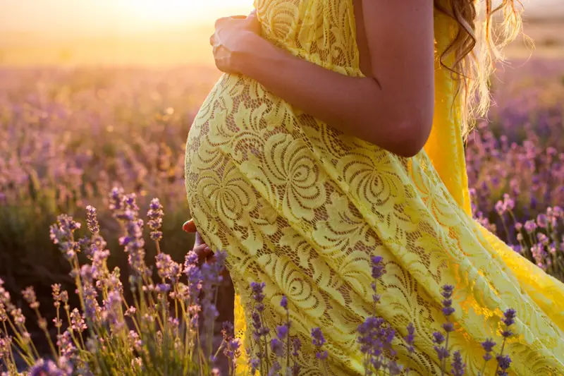 Closeup picture of belly of pregnant woman over sunset in lavender fields